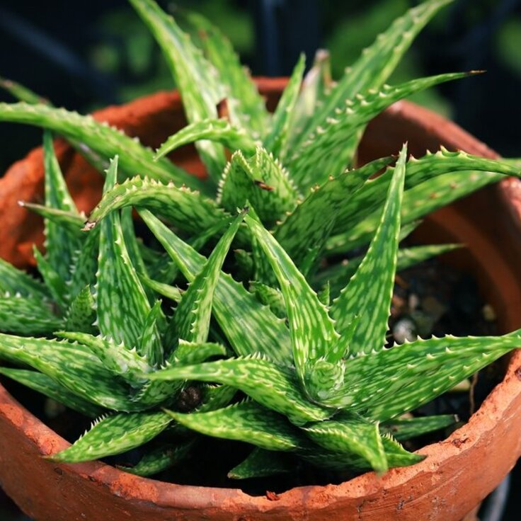 Planten voor gezonde luchtkwaliteit in huis